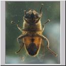Eristalis tenax - Scheinbienen-Keilfleckschwebfliege w01 von unten.jpg